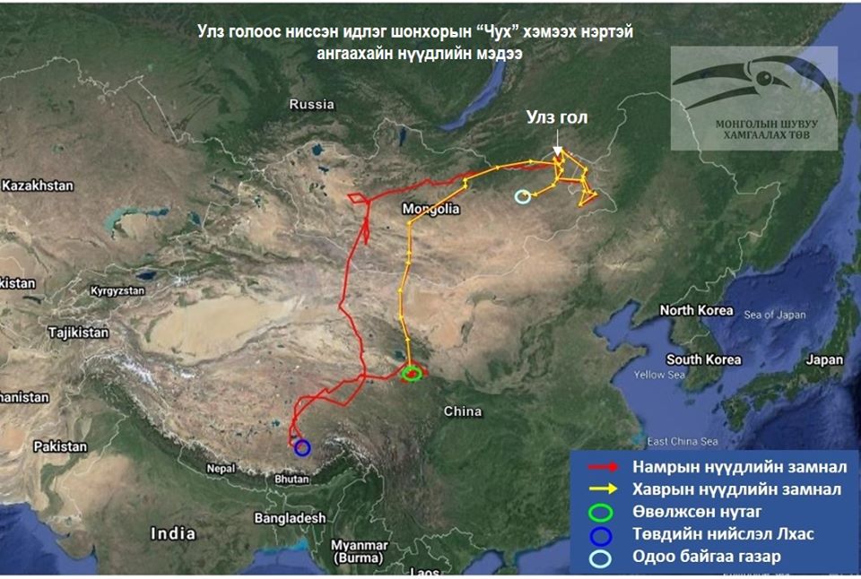 "Чух" нэртэй шонхорын 2019-2020 онд явсан нүүдлийн зам 