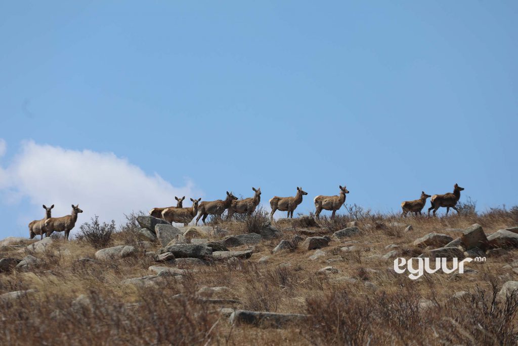 Энэ оны эхний гурван сарын байдлаар 25 зүйлийн 669 амьтныг хууль бусаар агнасныг тогтоожээ