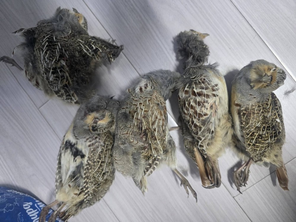 25 зүйлийн 669 амьтныг хууль бусаар агнасныг тогтоожээ